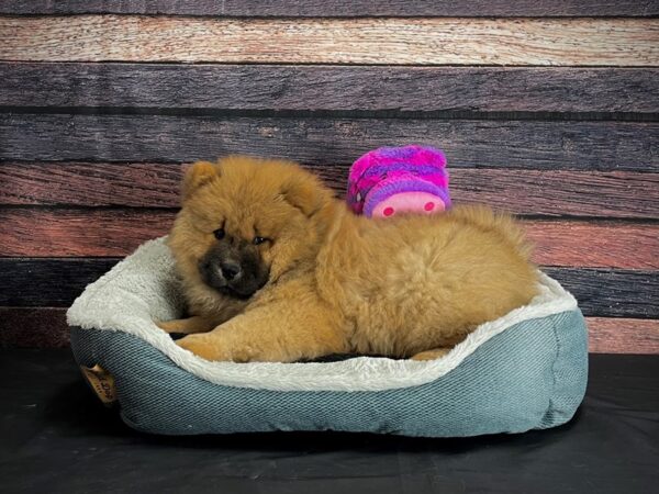 Chow Chow-DOG-Female-Cinnamon-24687-Petland Scottsdale, Arizona