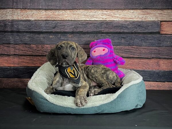 Great Dane-DOG-Male-Brindle-24686-Petland Scottsdale, Arizona