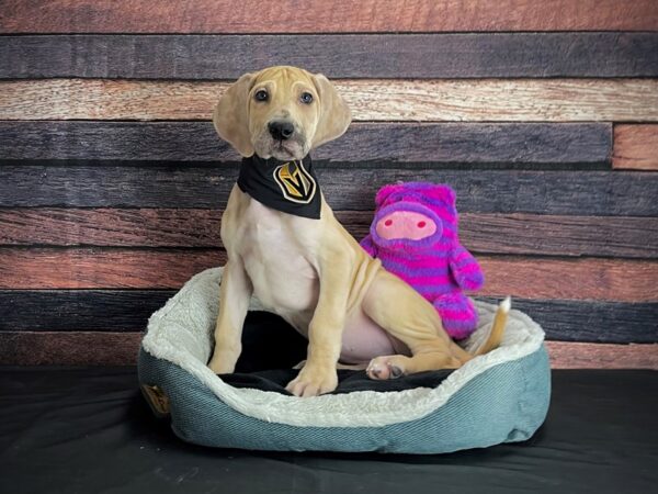 Great Dane-DOG-Female-Fawn-24685-Petland Scottsdale, Arizona