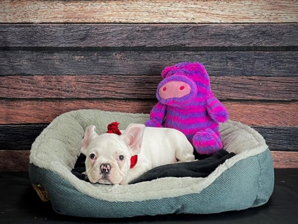 French Bulldog-DOG-Male-White-24683-Petland Scottsdale, Arizona