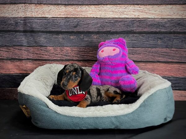Dachshund-DOG-Female-Black and Silver Dapple-24682-Petland Scottsdale, Arizona