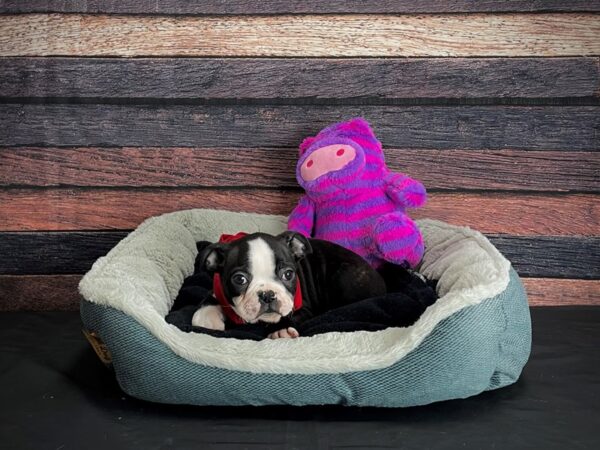 Boston Terrier-DOG-Male-Black and White-24680-Petland Scottsdale, Arizona