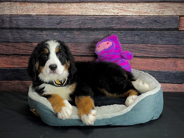 Bernese Mountain Dog-DOG-Female-Black and Rust-24679-Petland Scottsdale, Arizona