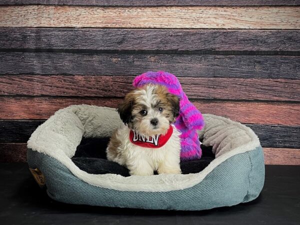 Bichon Frise/Shih Tzu-DOG-Male-Gold and White-24678-Petland Scottsdale, Arizona