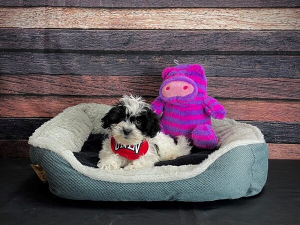 Bichon Frise/Shih Tzu-DOG-Female-Black and White-24677-Petland Scottsdale, Arizona