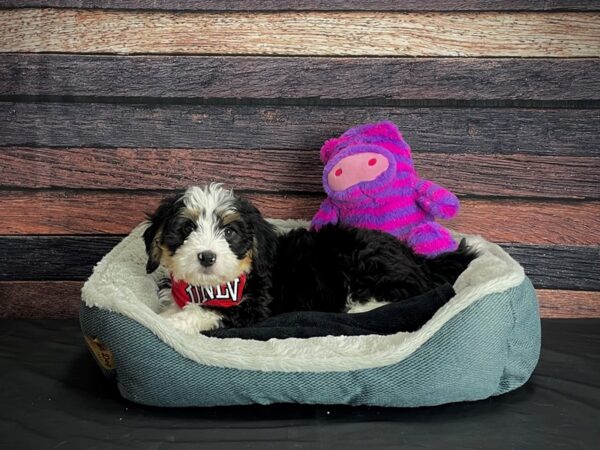 F1 Mini Bernadoodle-DOG-Male-Tri Color-24676-Petland Scottsdale, Arizona