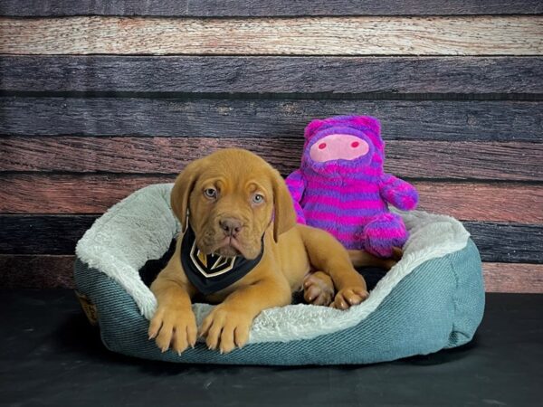 Dogue De Bordeaux-DOG-Male-Red-24675-Petland Scottsdale, Arizona