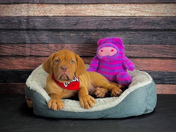 Dogue De Bordeaux-DOG-Female-Red-24674-Petland Scottsdale, Arizona