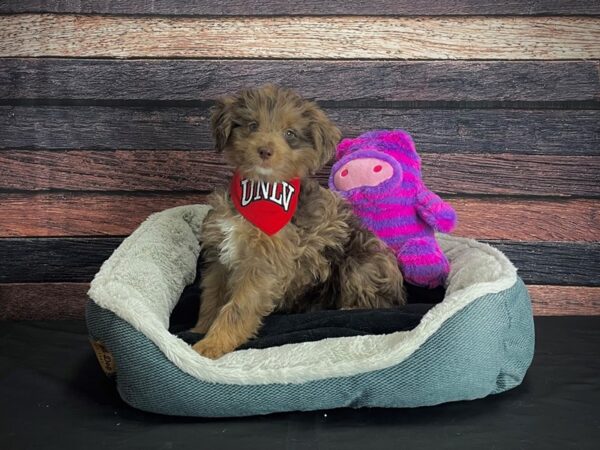 Australian Shepherd/Poodle-DOG-Male-Merle-24671-Petland Scottsdale, Arizona