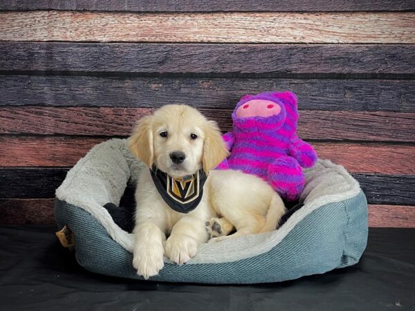 English Cream Golden Retriever-DOG-Female-CREAM-24706-Petland Scottsdale, Arizona
