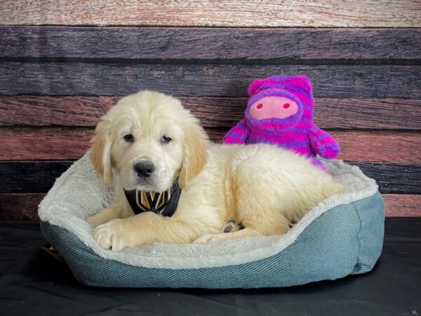 Golden Retriever-DOG-Male-Golden-24705-Petland Scottsdale, Arizona