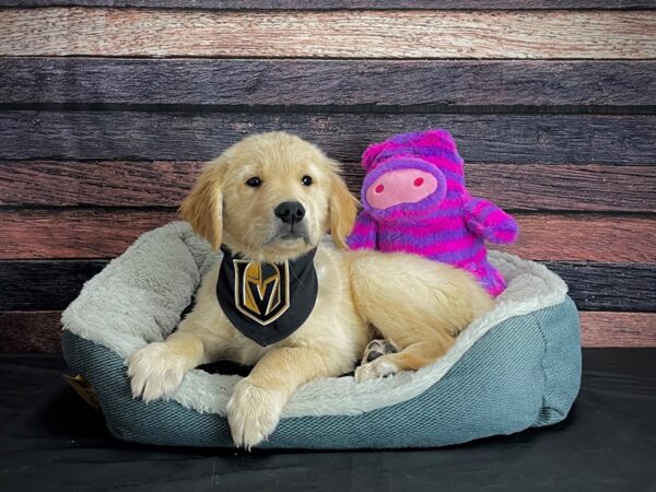 Golden Retriever-DOG-Female-Golden-24704-Petland Scottsdale, Arizona