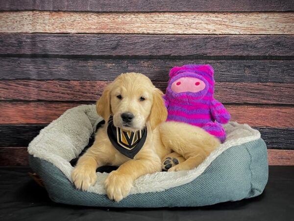Golden Retriever-DOG-Male-Golden-24703-Petland Scottsdale, Arizona
