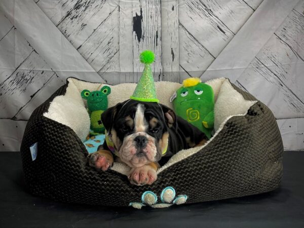 English Bulldog-DOG-Female-Black Red and White-24708-Petland Scottsdale, Arizona