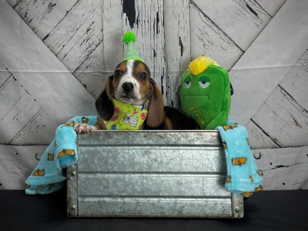 Beagle-DOG-Male-Black and Tan-24709-Petland Scottsdale, Arizona
