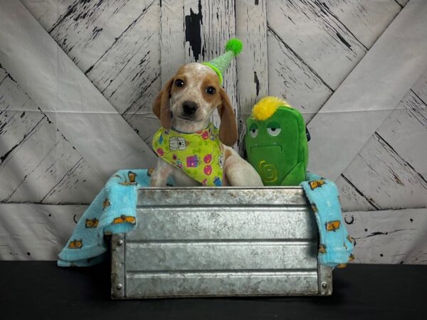 Beagle-DOG-Male-Red-24710-Petland Scottsdale, Arizona