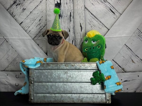Pug-DOG-Female-Fawn-24711-Petland Scottsdale, Arizona