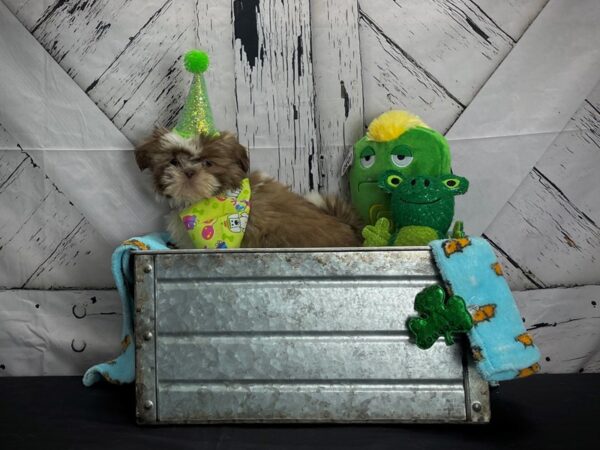 Shih Tzu-DOG-Female-Liver and White-24712-Petland Scottsdale, Arizona