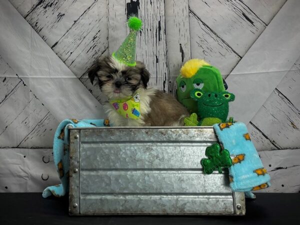 Shih Tzu-DOG-Male-Gold and White-24713-Petland Scottsdale, Arizona