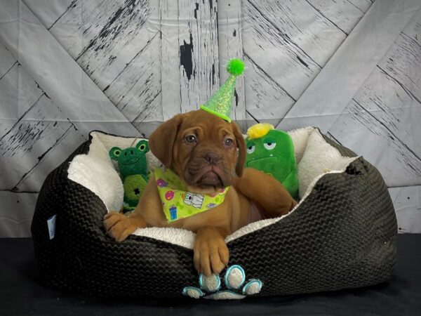 Dogue De Bordeaux-DOG-Female-Mahogany-24714-Petland Scottsdale, Arizona