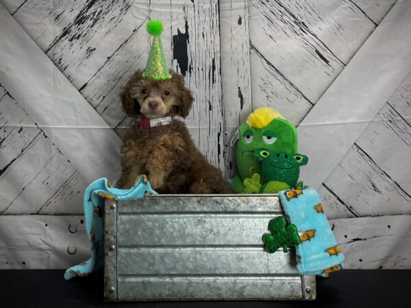 Poodle-DOG-Female-Brown-24715-Petland Scottsdale, Arizona