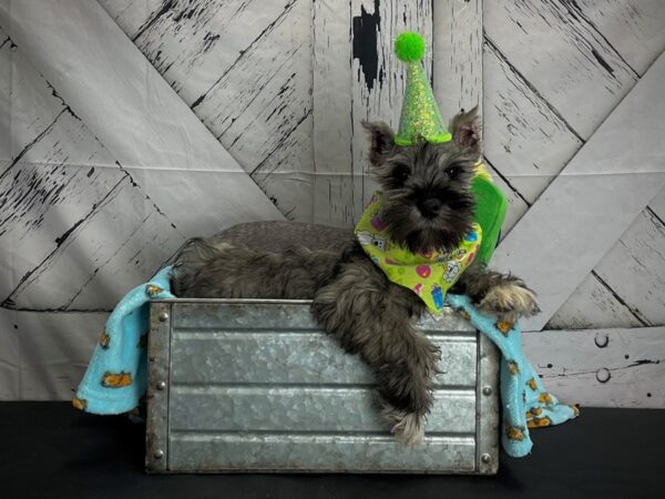Miniature Schnauzer-DOG-Female-Salt and Pepper-24716-Petland Scottsdale, Arizona