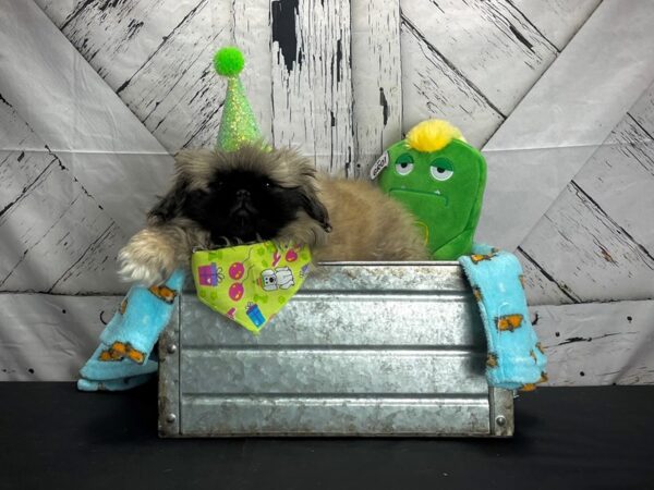 Pekingese-DOG-Male-Biscuit-24717-Petland Scottsdale, Arizona