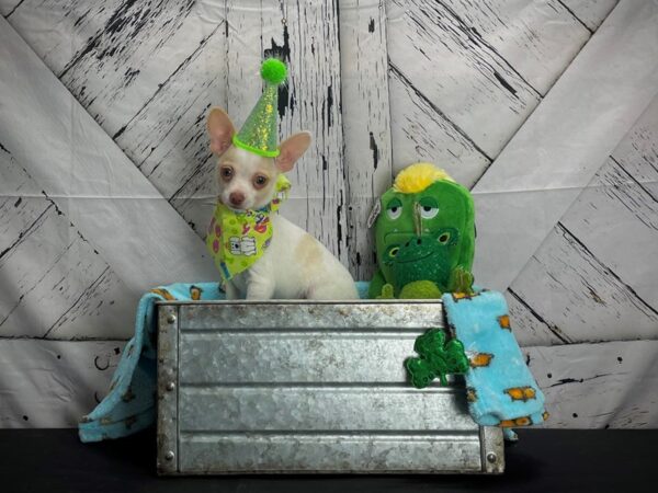 Chihuahua-DOG-Male-Fawn and White-24719-Petland Scottsdale, Arizona