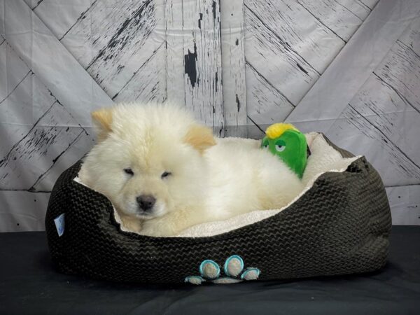 Chow Chow-DOG-Male-Cream-24720-Petland Scottsdale, Arizona