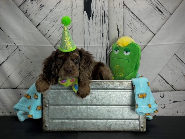 Cocker Spaniel-DOG-Male-Red Roan-24721-Petland Scottsdale, Arizona