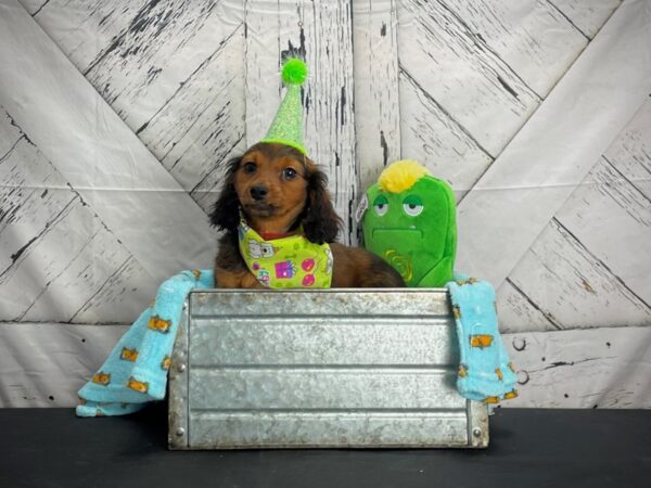 Dachshund-DOG-Female-Red-24722-Petland Scottsdale, Arizona