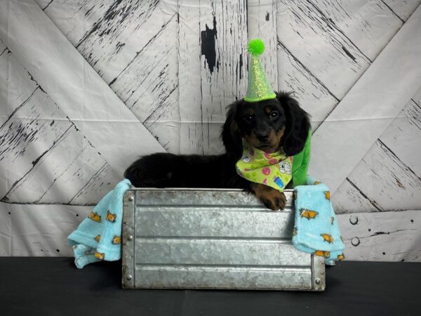 Dachshund-DOG-Female-Black and Tan-24723-Petland Scottsdale, Arizona