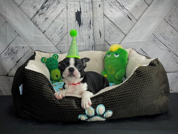 Boston Terrier-DOG-Female-Black / White-24724-Petland Scottsdale, Arizona