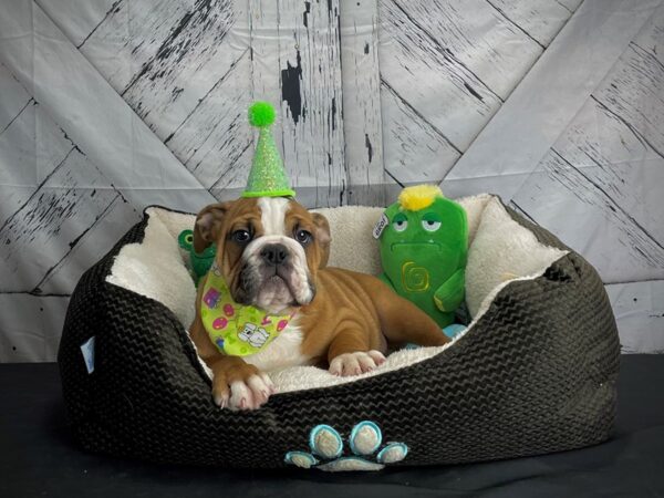 English Bulldog-DOG-Male-Red-24725-Petland Scottsdale, Arizona