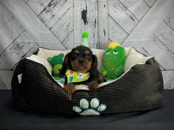 Cavalier King Charles Spaniel-DOG-Male-Black / Tan-24726-Petland Scottsdale, Arizona