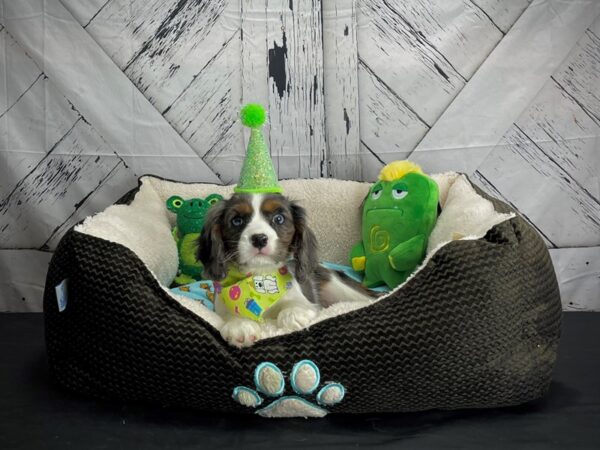 Cavalier King Charles Spaniel-DOG-Female-Blue Merle White / Tan-24727-Petland Scottsdale, Arizona
