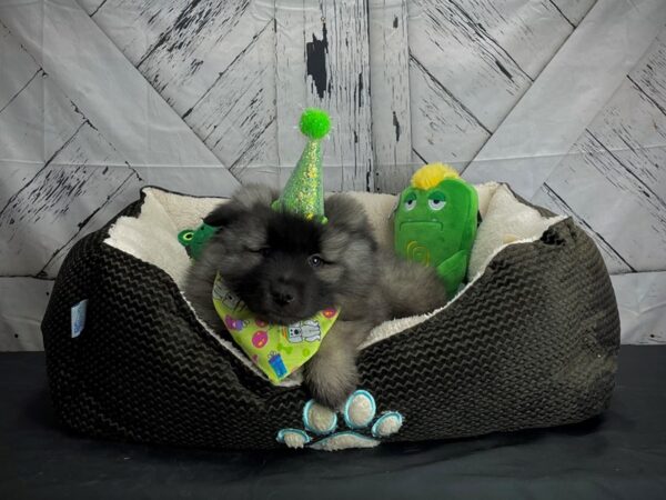Keeshond-DOG-Male-Silver / Black-24728-Petland Scottsdale, Arizona