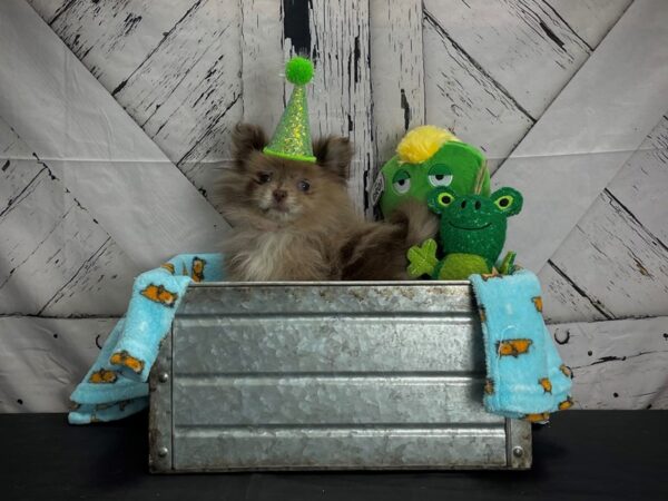 Pomeranian-DOG-Female-Chocolate Merle-24729-Petland Scottsdale, Arizona
