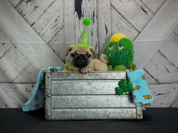 Pug-DOG-Female-Fawn-24730-Petland Scottsdale, Arizona