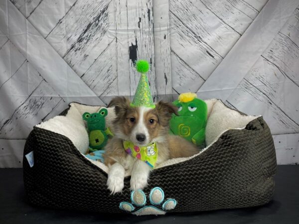 Shetland Sheepdog-DOG-Male-Sable / White-24731-Petland Scottsdale, Arizona