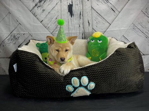 Shiba Inu-DOG-Male-Cream-24732-Petland Scottsdale, Arizona