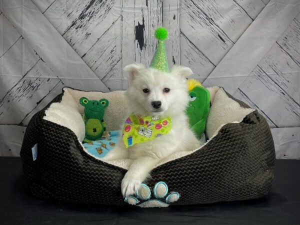 American Eskimo Dog-DOG-Male-White-24733-Petland Scottsdale, Arizona