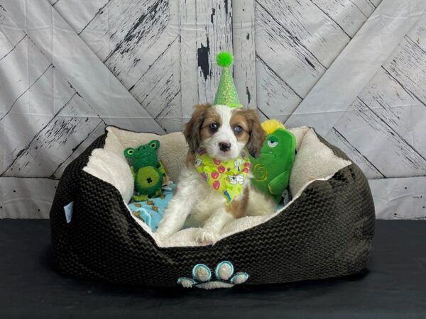Cavalier King Charles Spaniel/Poodle-DOG-Male-White / Red Merle-24734-Petland Scottsdale, Arizona
