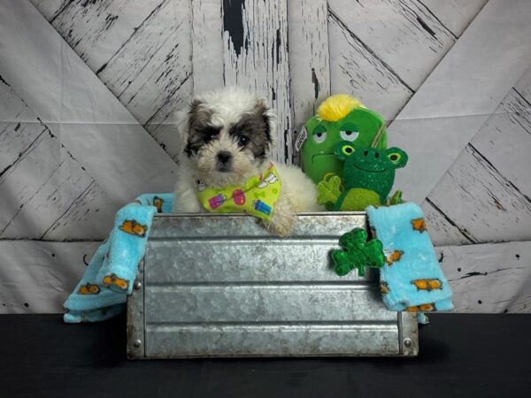 F1B Zuchon-DOG-Female-White / Gold-24735-Petland Scottsdale, Arizona