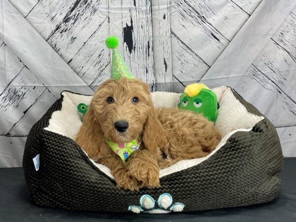 F1B Goldendoodle-DOG-Male-Golden-24736-Petland Scottsdale, Arizona