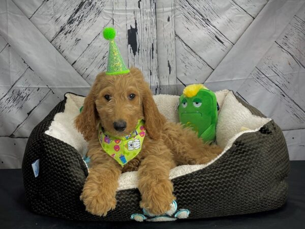 F1B Goldendoodle-DOG-Female-Golden-24737-Petland Scottsdale, Arizona