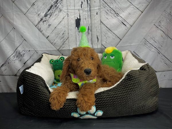 F1B Goldendoodle-DOG-Female-Golden-24738-Petland Scottsdale, Arizona