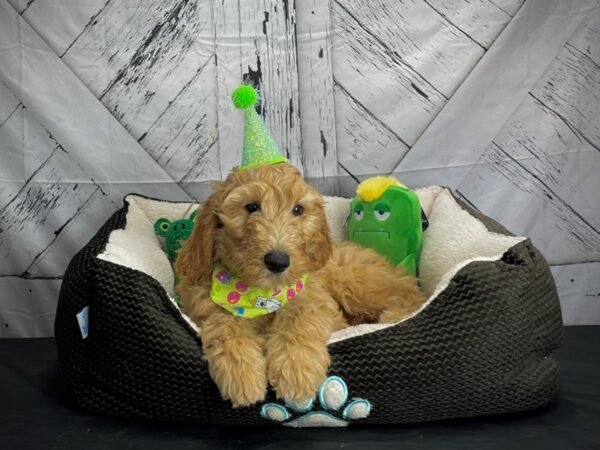 F1B Goldendoodle-DOG-Male-Golden-24739-Petland Scottsdale, Arizona