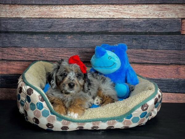 F1B Mini Labradoodle-DOG-Female-Blue Merle / Tan-24752-Petland Scottsdale, Arizona