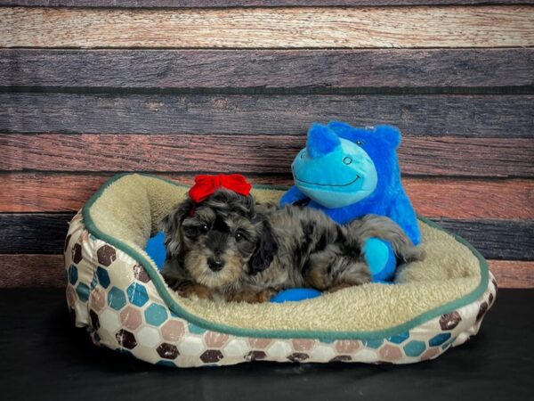 F1B Mini Labradoodle-DOG-Female-Blue Merle / Tan-24753-Petland Scottsdale, Arizona